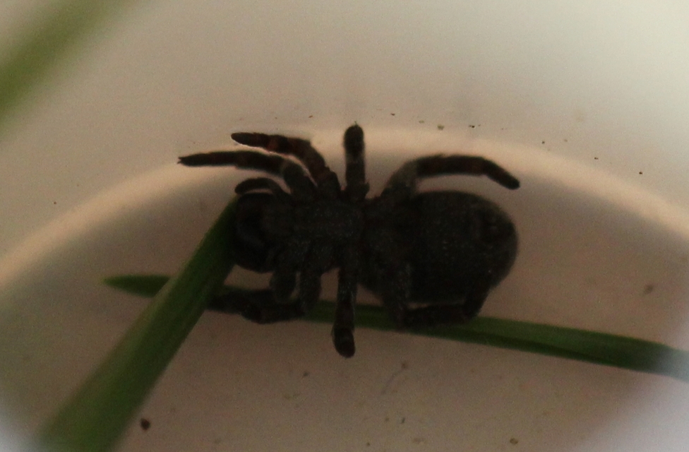 Eresus Eresus