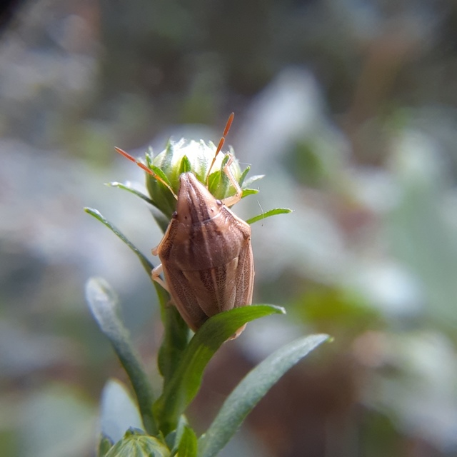 Aelia acuminata - közönséges szipolypoloska Aelia acuminata - közönséges szipolypoloska