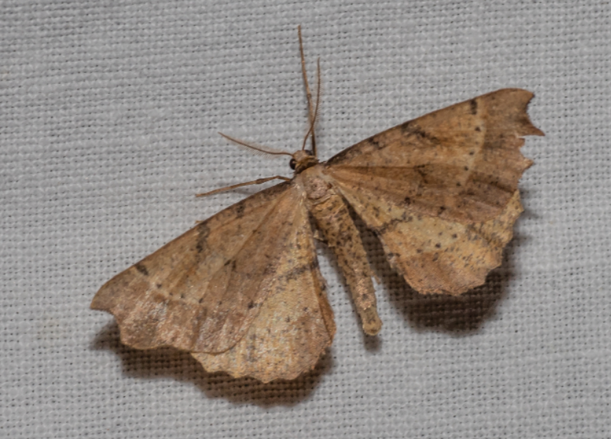 Artiora evonymaria - kecskerágó-araszoló