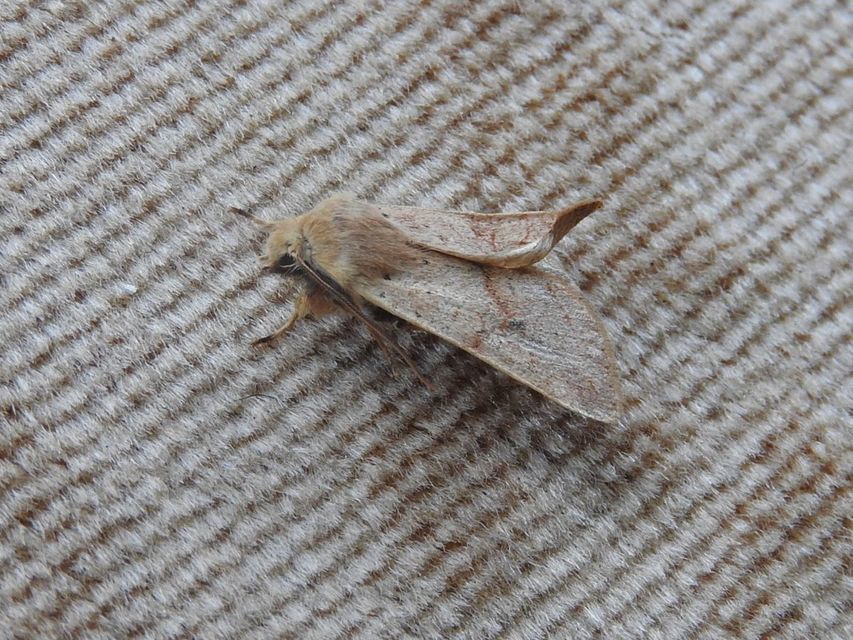 Propenistra laevis - könnyű őszibagoly