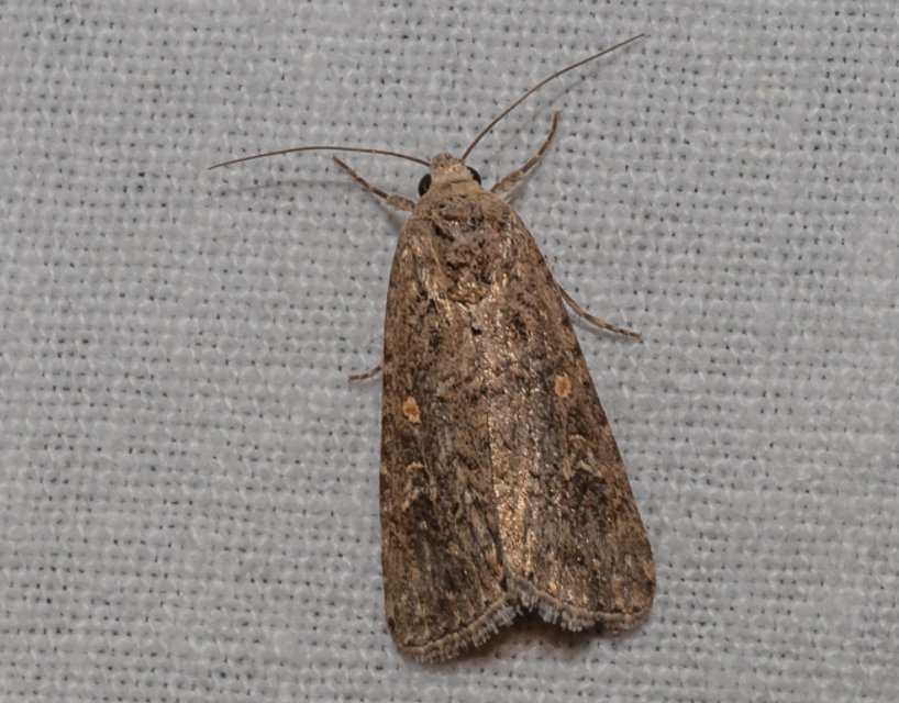 Spodoptera exigua - apró jegyesbagoly