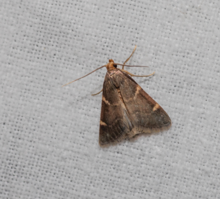 Pyralis perversalis - pusztai fényilonca Pyralis perversalis - pusztai fényilonca