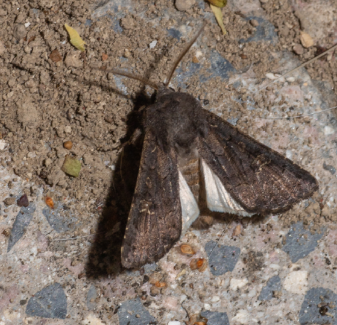 Aporophyla lutulenta - sziki őszibagoly