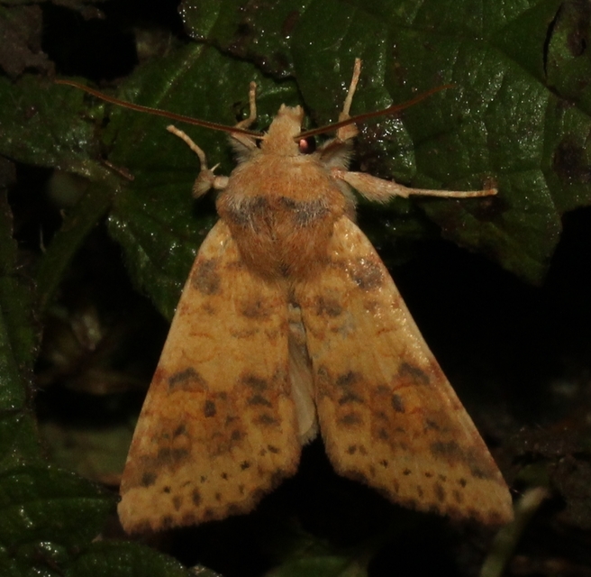 Cirrhia gilvago - foltos sárgabagoly