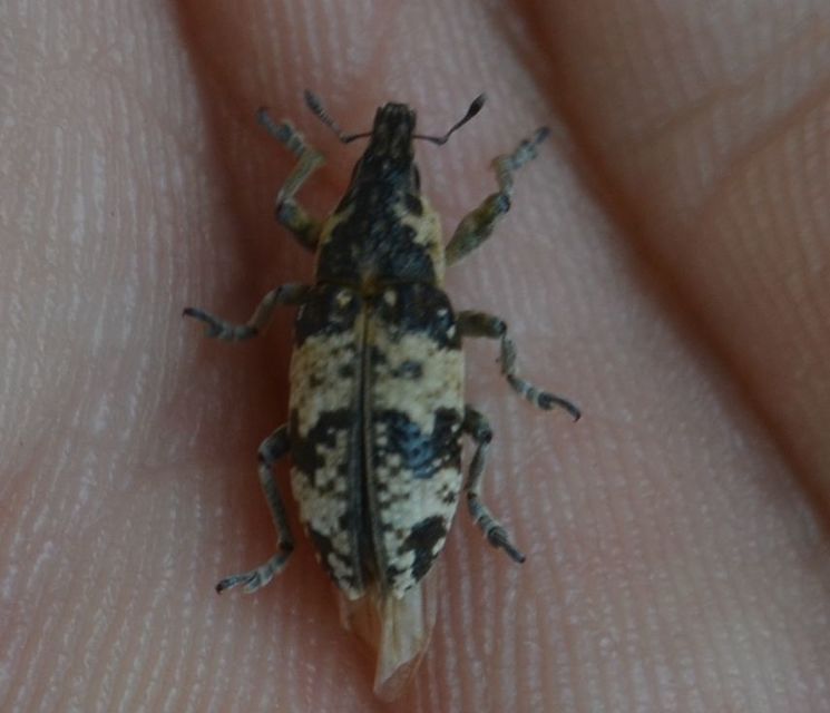 Bothynoderes affinis - sávos barkó