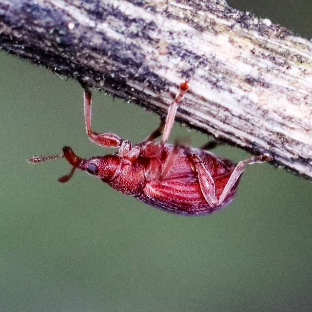 Apion frumentarium - vörös cickányormányos