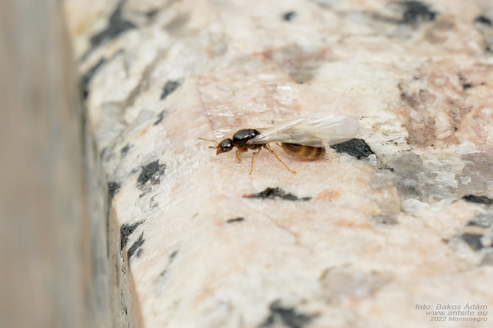 Solenopsis fugax - tolvajhangya