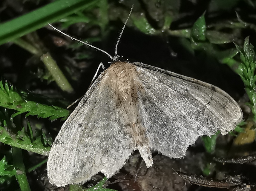 Idaea laevigata - sötétfoltos apróaraszoló