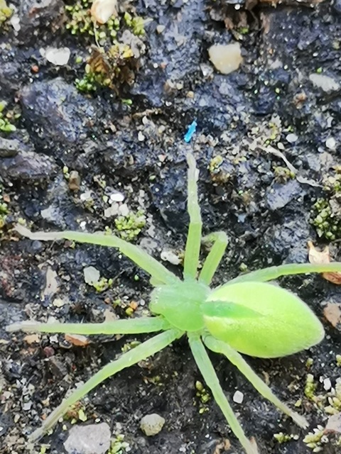 Micrommata virescens - hunyópók