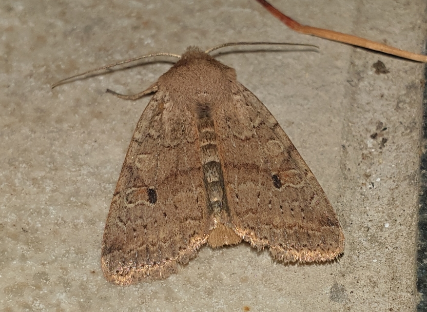 Propenistra laevis - könnyű őszibagoly