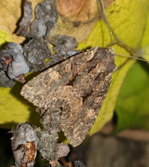 Blepharita satura - őszi porfírbagoly