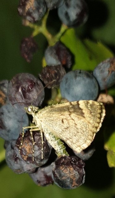 Chloroclysta siterata - salátazöld araszoló