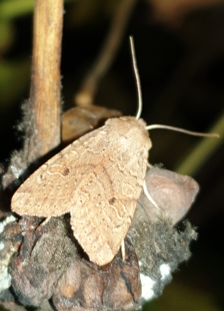 Propenistra laevis - könnyű őszibagoly