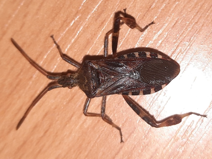 Leptoglossus occidentalis - nyugati levéllábú poloska