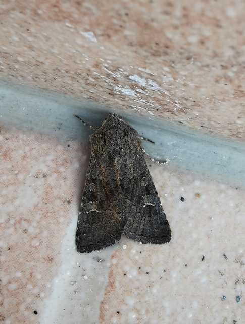 Aporophyla lutulenta - sziki őszibagoly