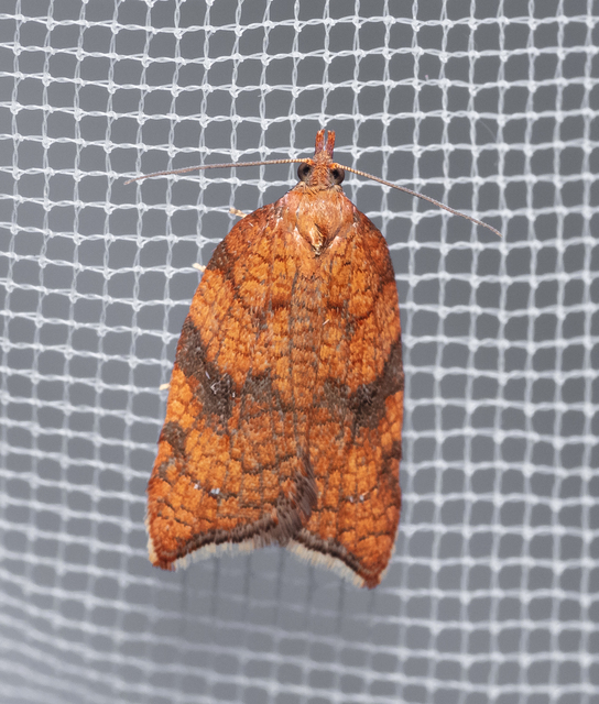 Tortricidae - sodrómolyfélék