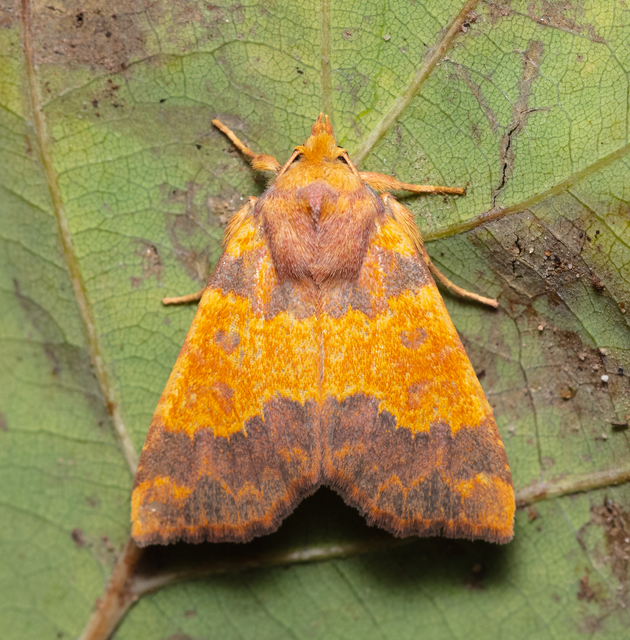 Tiliacea aurago - aranyló sárgabagoly
