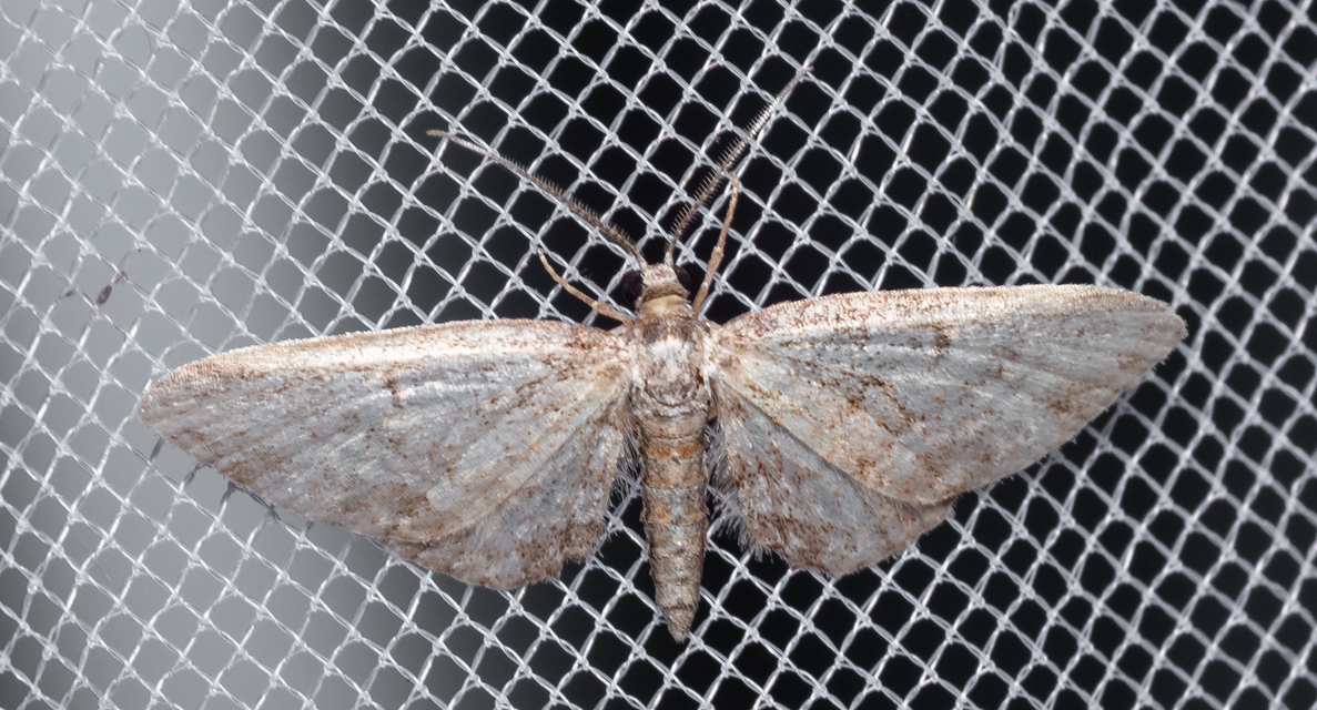 Eupithecia inturbata - juhar-törpearaszoló
