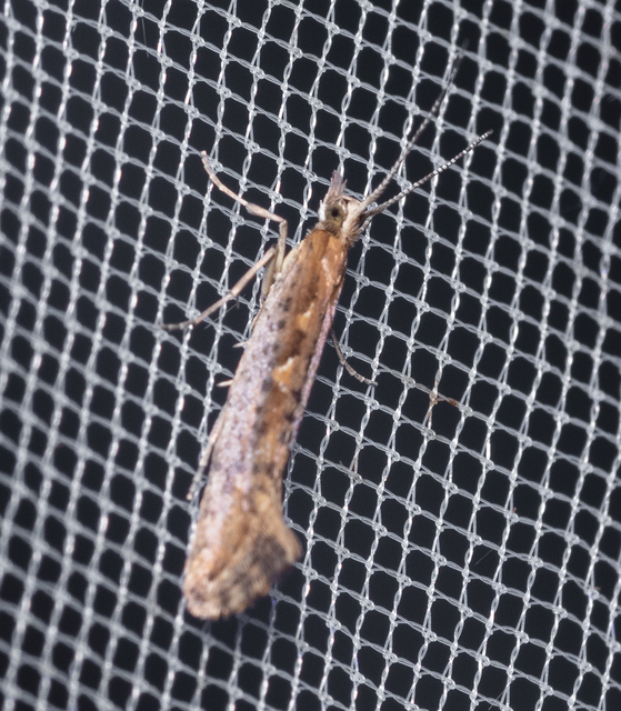 Plutella xylostella - káposztamoly