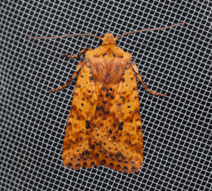 Conistra rubiginea - vörös őszibagoly
