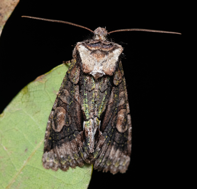 Allophyes oxyacanthae - galagonyabagoly