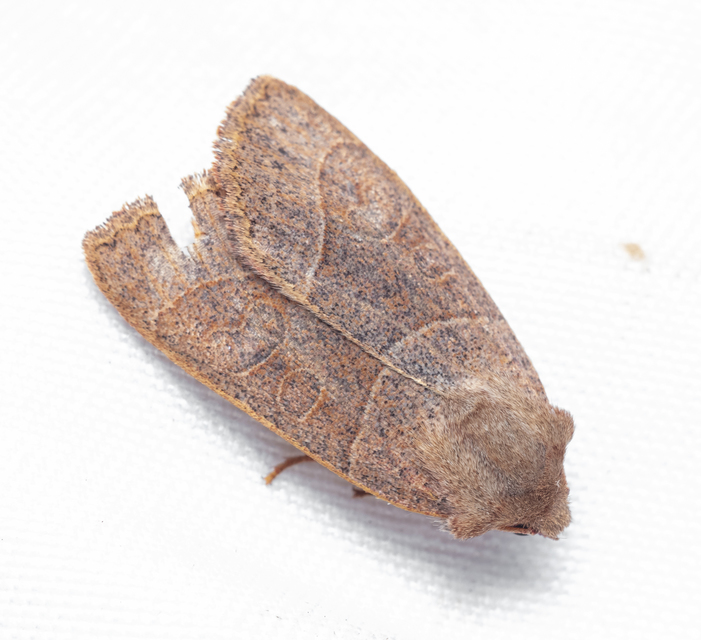 Mesogona acetosellae - madársóskabagoly