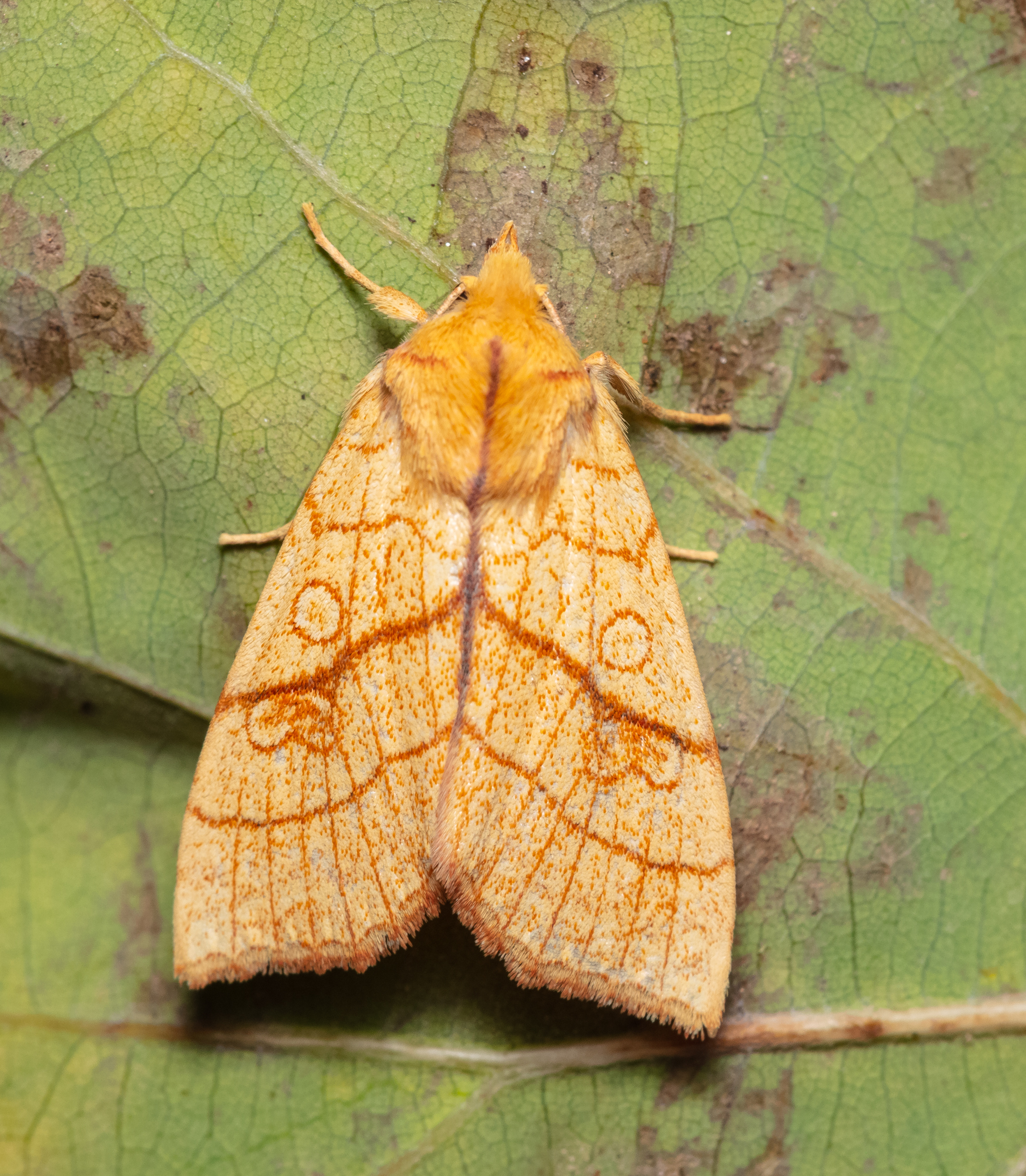 Tiliacea citrago - citromszínű sárgabagoly