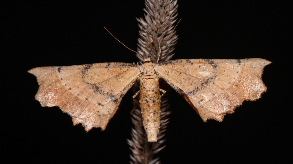 Artiora evonymaria - kecskerágó-araszoló