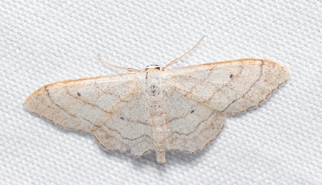 Idaea deversaria - egyszínű sávosaraszoló