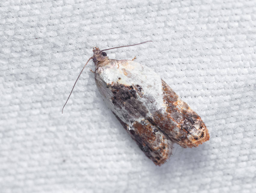 Tortricidae - sodrómolyfélék