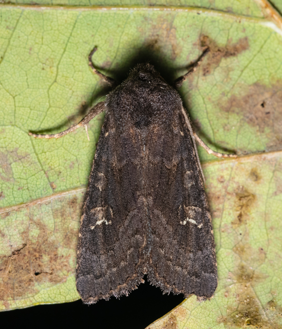 Aporophyla lutulenta - sziki őszibagoly