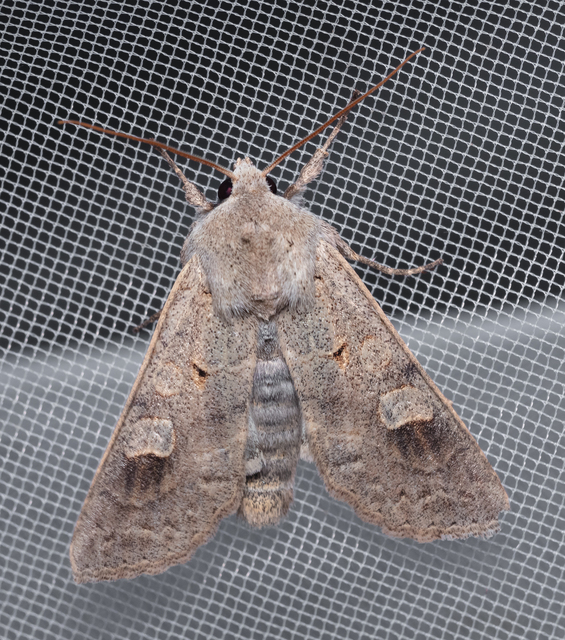 Ammoconia caecimacula - szürke őszibagoly