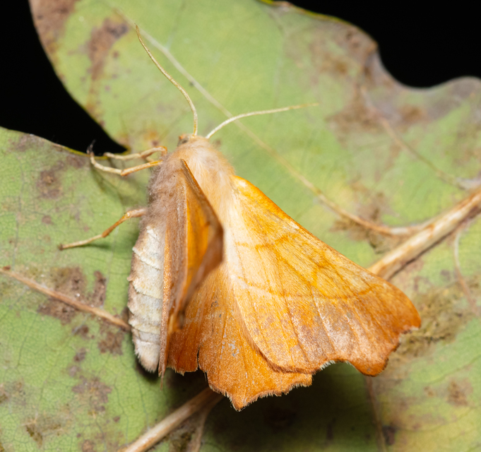 Ennomos fuscantaria - kőris-levélaraszoló