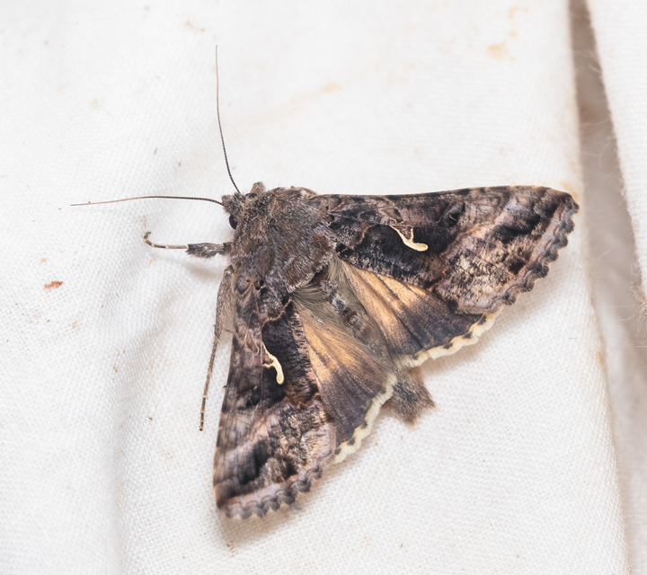 Autographa gamma - gammalepke