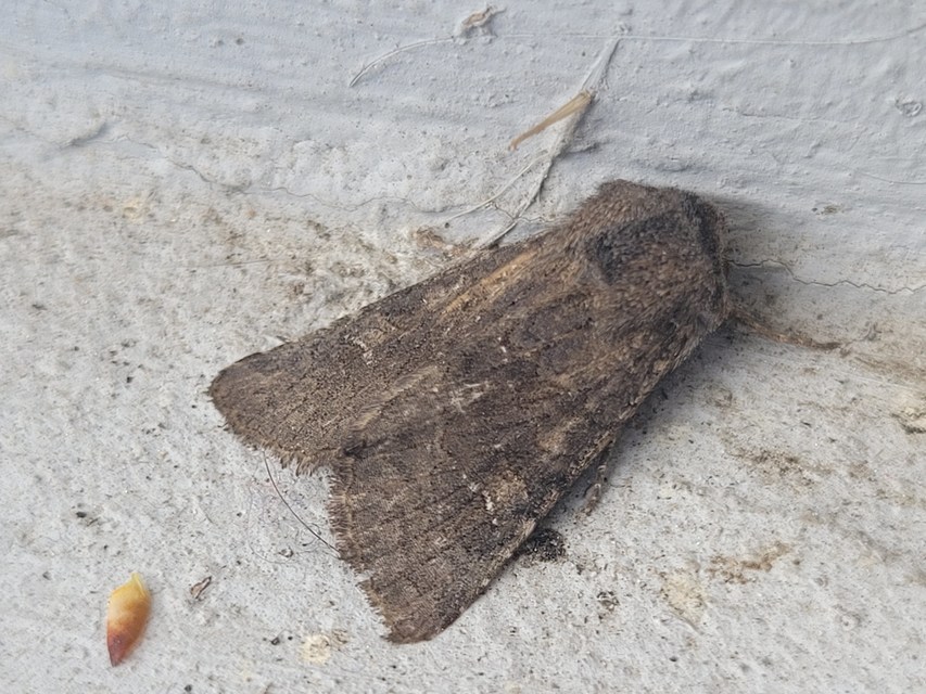Aporophyla lutulenta - sziki őszibagoly
