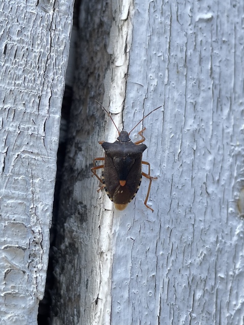 Pentatoma rufipes - vöröslábú címerespoloska Pentatoma rufipes - vöröslábú címerespoloska