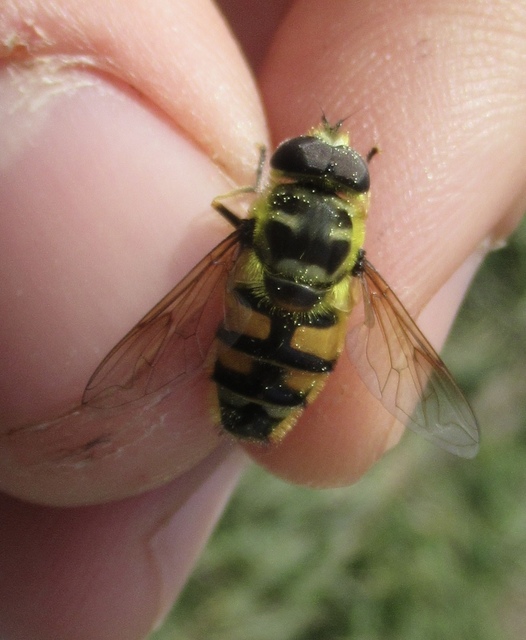 Myathropa florea - halálfejes odúlégy