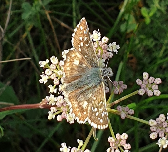 Pyrgus armoricanus - feles busalepke