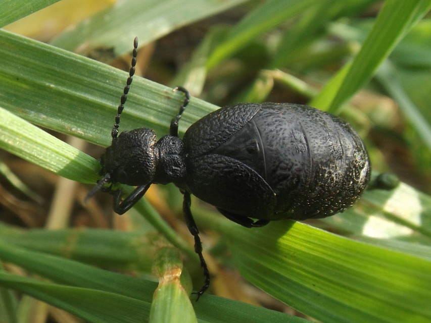 Meloe rugosus - ráncos nünüke
