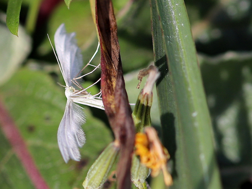 Pterophorus pentadactyla - fehér tollasmoly