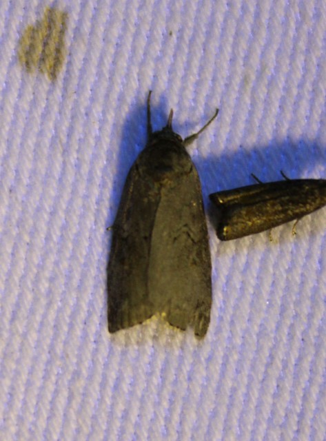 Nycteola asiatica - nyárfa-trapézbagoly