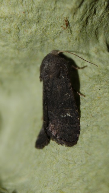 Aporophyla lutulenta - sziki őszibagoly