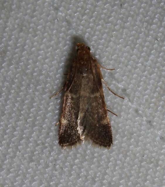 Pyralis perversalis - pusztai fényilonca Pyralis perversalis - pusztai fényilonca