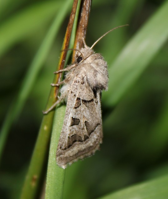 Episema glaucina - fogasjegyű liliombagoly