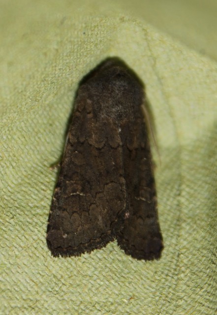 Aporophyla lutulenta - sziki őszibagoly