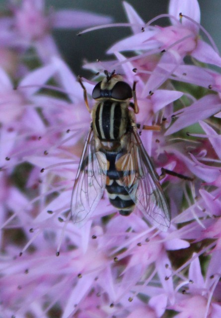Helophilus trivittatus - nagy mocsárilégy