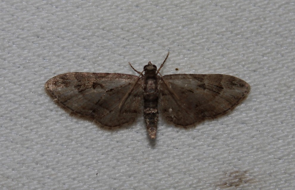 Eupithecia ericeata - feketefenyő-törpearaszoló