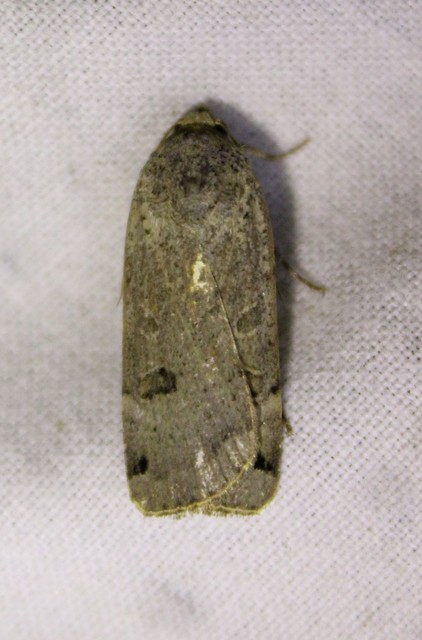 Noctua orbona - foltos sárgafűbagoly