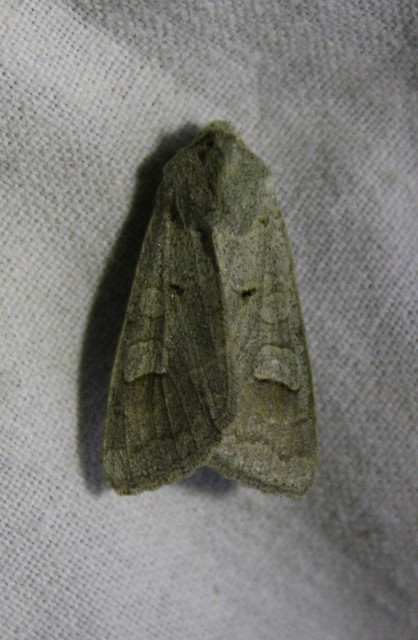 Ammoconia caecimacula - szürke őszibagoly