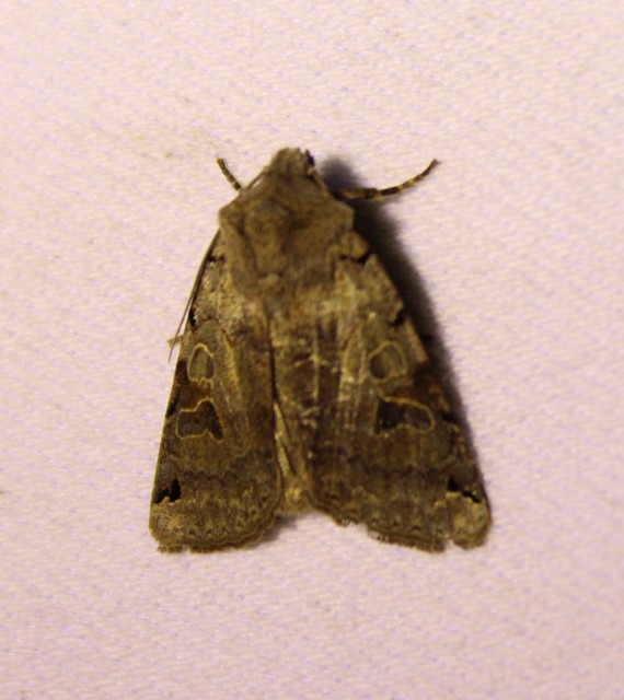 Anchoscelis litura - tarka őszibagoly